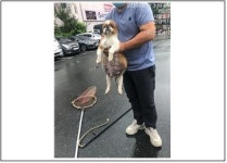 대전 중구 산성동 산성전통시장 부근에서 시츄 발견 보호