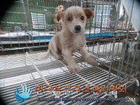 경기 포천 화동로에서 갈흰색 강아지 발견 보호