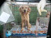 경기 양주 산북동에서 갈흰색 강아지 발견 보호