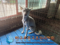 서울 영등포구 대림동에서 흰색 강아지 발견 보호