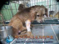 경기 김포 김포대로 금파중학교 인근에서 갈색 강아지 발견 보호