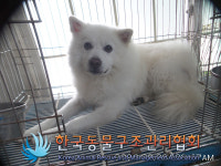 경기 의정부 호원동에서 스피츠 발견 보호