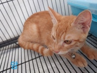 전북 군산시 미룡주공아파트에서 치즈색 고양이 발견 보호..방울 착용