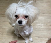 경북 영주시 풍기읍 풍기오거리 부근에서 말티즈 발견 보호