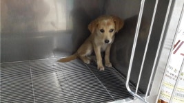 대구 수성 범어로20길에서 갈색 어린 강아지 발견 보호