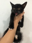 충북 청주 효성병원 앞에서 까만 어린 고양이 발견 보호