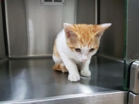 전북 전주 우성세차장 앞에서 흰황색 고양이 발견 보호..온순하다