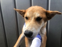 경기 안산 달미공원에서 갈백색 강아지 발견 보호