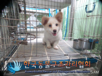 서울 송파구 문정동 현대아파트 사거리 인근에서 갈흰색 강아지 발견 보호