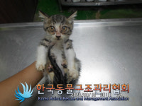 서울 강서구 화곡터널 안에서 고등어태비 어린 고양이 발견 보호