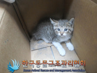 서울 노원구 공릉동 한천교 인근에서 고등어태비 어린 고양이 발견 보호