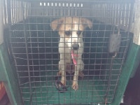 경남 창원 월영동 화인아파트에서 연갈색 강아지 발견 보호