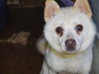 경남 합천 대양면 백암2길에서 흰색 강아지 발견 보호