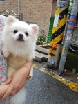 경기 평택 지산동에서 포메라니안 발견 보호