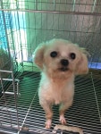 인천 동구 샛골로 청소년수련원 인근에서 말티즈 발견 보호