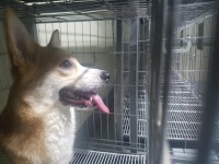 부산 영도구청에서 웰시 코기 발견 보호