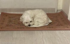 '개냥이 말고 냥멍이'..일단 몸부터 집어넣고 보는 강아지