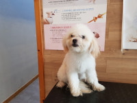 전북 전주 평화주공4단지에서 말티즈 발견 보호