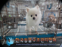 서울 영등포구 도림동에서 포메라니안 발견 보호