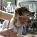 인천 미추홀구 중앙가축병원에서 갈흰색 강아지 발견 보호