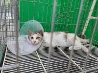 경기 고양 삼송동 삼송역 부근에서 삼색 고양이 발견 보호