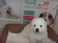 전북 전주 장재마을에서 흰색 꼬물이 발견 보호..빈집에서 형제들과 함께 구조