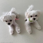 겁먹은 누나 꼭 껴안아 달래주는 동생 강아지..누나 내가 지켜줄개!