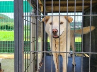 경남 창원 용원119센터 부근에서 흰색 강아지 발견 보호
