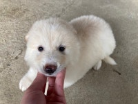 시흥 배곧4로 95에서 갈백색 강아지 발견 보호