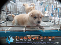 서울 중구 신당동에서 연갈흰색 어린 강아지 발견 보호