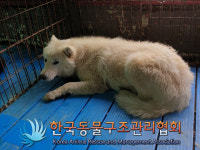 세븐일레븐(이동교리2호) | 경기 포천 소흘읍 이동교리에서 흰색 강아지 발견 보호