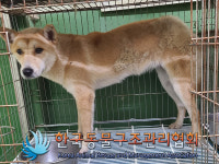 경기 연천 전곡읍 양연로에서 갈흰색 강아지 발견 보호