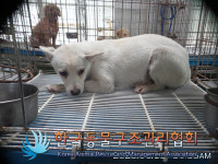 경기 포천 소흘읍 화합로에서 흰색 강아지 발견 보호