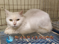 경기 구리 원수택로에서 터키시 앙고라 발견 보호