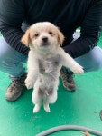 전남 장흥 관산읍 죽청마을에서 흰연갈색 강아지 발견 보호
