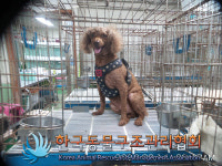 서울 서대문구 북아현로에서 푸들 발견 보호