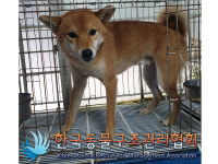 서울 송파구 마천동에서 시바 발견 보호