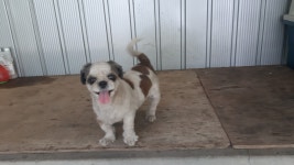 경북 경산 압량 당리에서 시츄 발견 보호