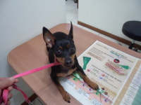 서울 양천구 신정로13길 35에서 미니어쳐 핀셔 발견 보호