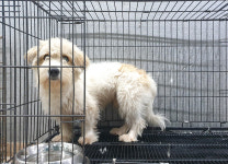 경기 여주 흥천면 능북로 마을회관에서 흰연갈색 강아지 발견 보호