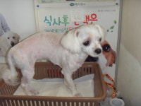 전북 전주 서신동에서 말티즈 발견 보호