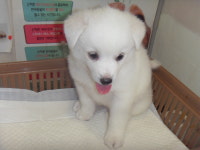 전북 전주 장재마을 빈집에서 흰색 어린 강아지 발견 보호