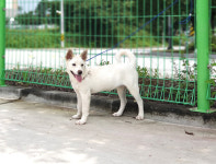 경기 여주 대신면 여양1로에서 흰색 강아지 발견 보호