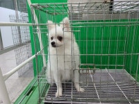 경기 고양 풍동 숲속마을4단지에서 포메라니안 발견 보호