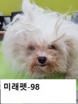 울산 남구 신정2동 670-9에서 말티즈 발견 보호