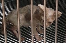 전남 목포 용해하이츠 부근에서 흰재색 어린 고양이 발견 보호..피부병에 털없음