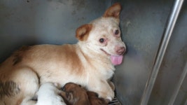 충남 논산 구르뫼2길에서 흰갈색 어미개 발견 보호