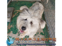 경기 동두천 안흥로에서 올드 잉글리쉬 쉽독 발견 보호