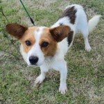 경기 용인 처인구 원삼면 독성리에서 흰갈색 강아지 발견 보호