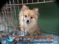 경기 의정부 동일로에서 포메라니안 발견 보호